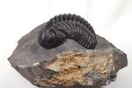 Trilobiet - Fossiel rugschild - Drotops megalomanicus -, Verzamelen, Mineralen en Fossielen