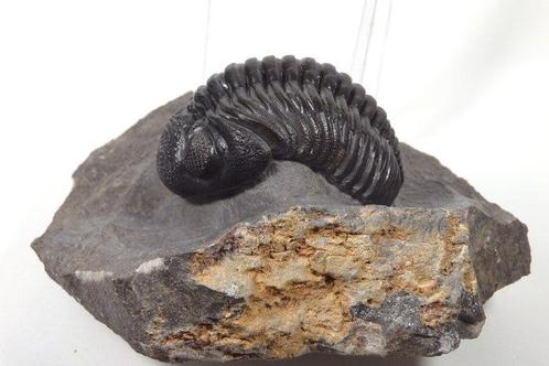 Trilobiet - Fossiel rugschild - Drotops megalomanicus -, Verzamelen, Mineralen en Fossielen