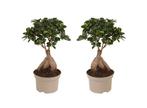 Ficus Ginseng Japanse Bonsai - set van 2, Huis en Inrichting, Kamerplanten, Verzenden