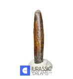 Fossiele tand - Exceedingly Rare Top Quality Nigersaurus