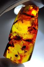 FOSSIEL-GEWELDIG!! Dominicaans barnsteen - 110 ct- 22 g