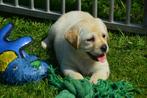 Onwijs Mooie Gele Labrador pups met Stamboom en NLV-Keurmerk, CDV (hondenziekte), Meerdere, Teef, 8 tot 15 weken