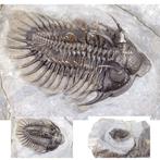 Doornige trilobiet - Fossiel rugschild - Comura bultyncki -