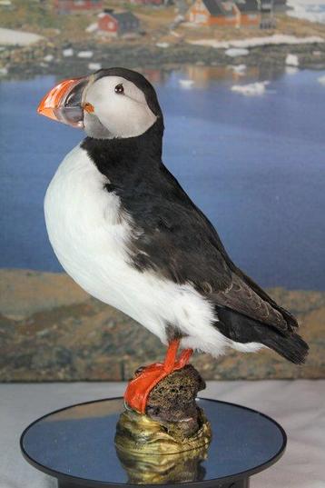 Atlantic Puffin Taxidermie volledige montage - Fratercula beschikbaar voor biedingen