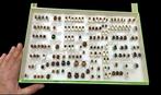 Brazil and others Beetles Chrysomelidae Collection (39x26 cm, Nieuw