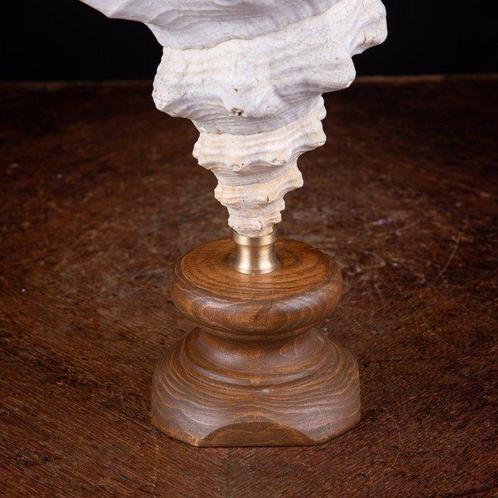 Eerste Keuze Decoratief Witte Schelp Zeeschelp - Fusinus, Verzamelen, Dierenverzamelingen
