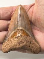 Megalodon tand 8,8 cm - Fossiele tand - Carcharocles, Verzamelen
