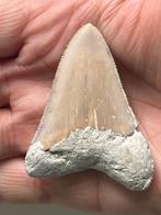 Megalodon tand 5,9 cm - Fossiele tand - Carcharocles, Nieuw