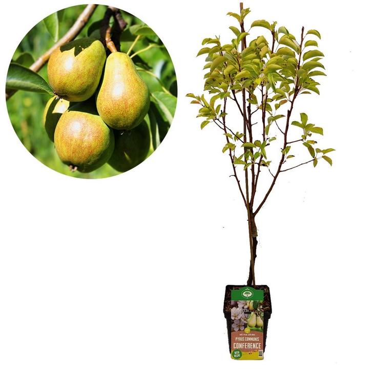 Perenboom Conference, Tuin en Terras, Planten | Fruitbomen, Volle zon, Verzenden