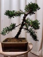 Juniperus chinensis kishu bonsai - Hoogte (boom): 25 cm -