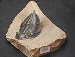 Trilobiet - Fossiel skelet - Odontochile (Zlichovaspis, Verzamelen, Mineralen en Fossielen