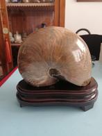 Nautilus - Gefossiliseerde schelp - Cymatoceras sp. - 17.5, Verzamelen