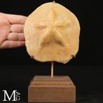 Verzameling fossiele zee-egels Clypeaster Crassicostatus –