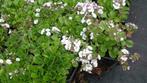 Gypsophila cerastoides, kruipend gipskruid, P9 bodembedekker, Vaste plant, Ophalen of Verzenden, Lente, Volle zon