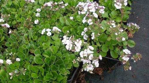 Gypsophila cerastoides, kruipend gipskruid, P9 bodembedekker, Tuin en Terras, Planten | Tuinplanten, Vaste plant, Volle zon, Lente