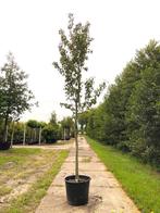 Perenboom Pyrus Doyenne du Comicé, Fruitboom, ca. 4 m h, Nieuw
