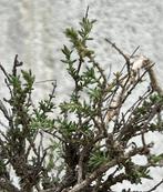 Bonsai Tijm - Hoogte (boom): 20 cm - Diepte (boom): 25 cm -