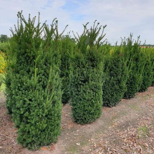 Venijnboom Taxus Media Hilli Haag 100-120 Kluit, Tuin en Terras, Planten | Struiken en Hagen