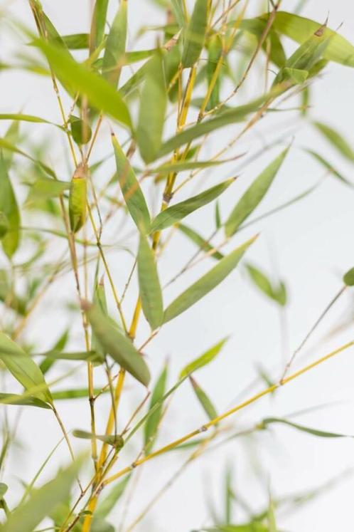 Bamboe / Phyllostachys Aurea 60-80 cm, Tuin en Terras, Planten | Struiken en Hagen