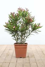 Oleander Nerium Oleander Struik Rose 70-80 Pot