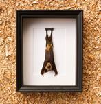 Vleermuis Taxidermie volledige montage - Hipposideros, Antiek en Kunst