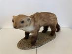 faina Taxidermie volledige montage - Martes foina, Verzamelen, Dierenverzamelingen, Nieuw