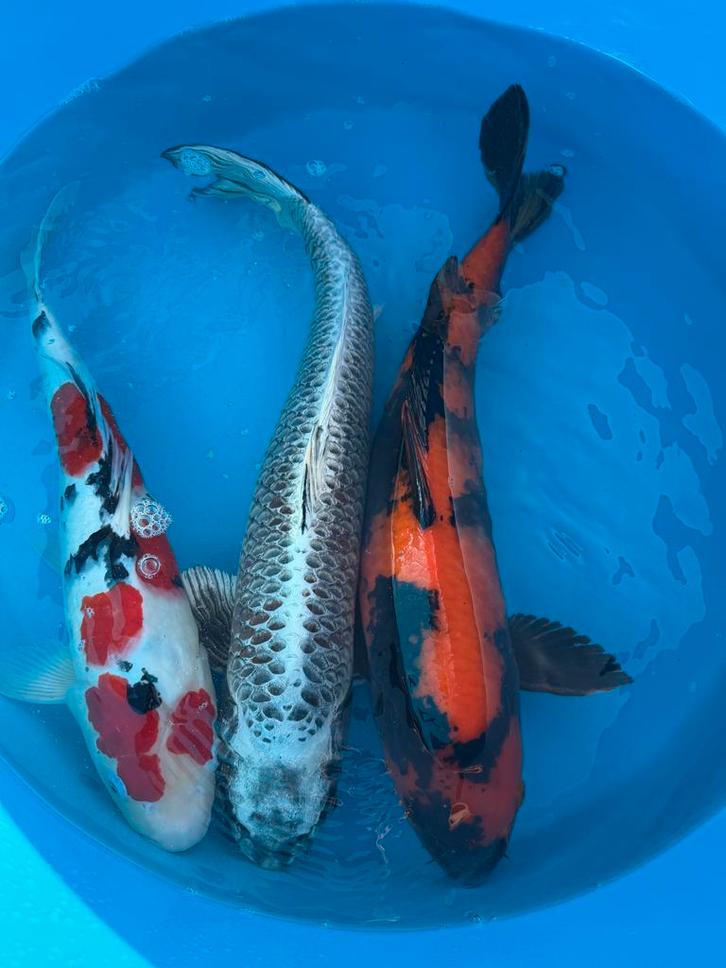 Koi en Vijverbouw is weer geopend!!, Dieren en Toebehoren, Vissen | Vijvervissen, Karper of Koi