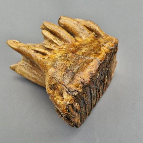 Wolharige mammoet - Fossiele kies - Mammuthus primigenius -, Verzamelen, Mineralen en Fossielen