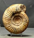 Fijne ammoniet - Gefossiliseerd dier - Parkinsonia aff.
