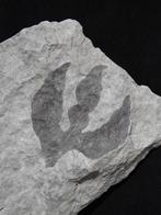 voetafdruk van dinosaurus - Fossiele matrix - grallator, Verzamelen, Mineralen en Fossielen