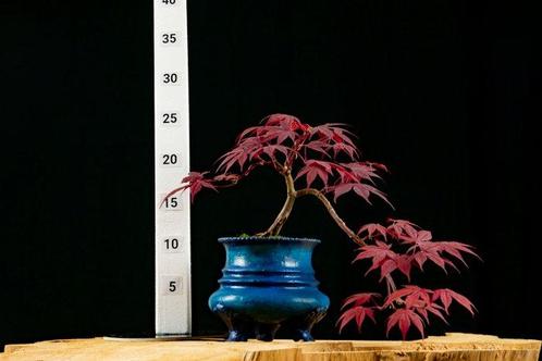 Japanese maple bonsai (Acer palmatum) - Hoogte (boom): 15 cm, Antiek en Kunst, Curiosa en Brocante