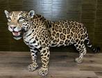 Jaguar  Taxidermie Opgezette Dieren By Max
