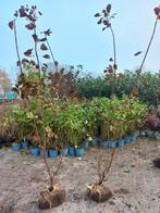 Cotinus Royal purple Pruikenboom, Ophalen