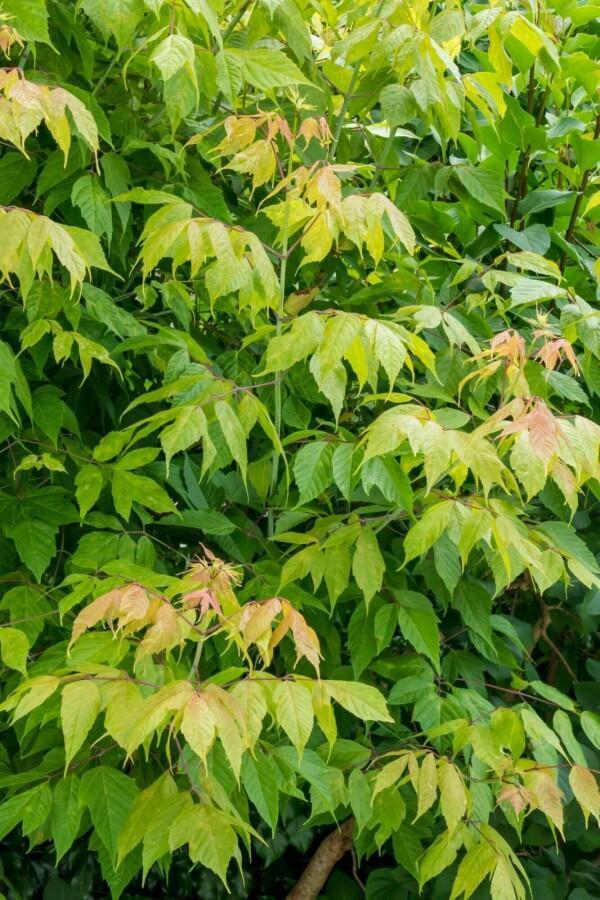 Acer negundo hoogstam, Tuin en Terras, Planten | Tuinplanten