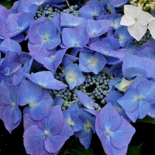 Hydrangea macrophylla Blaumeise - 30-40 cm hoogte, Tuin en Terras, Planten | Tuinplanten, Ophalen of Verzenden