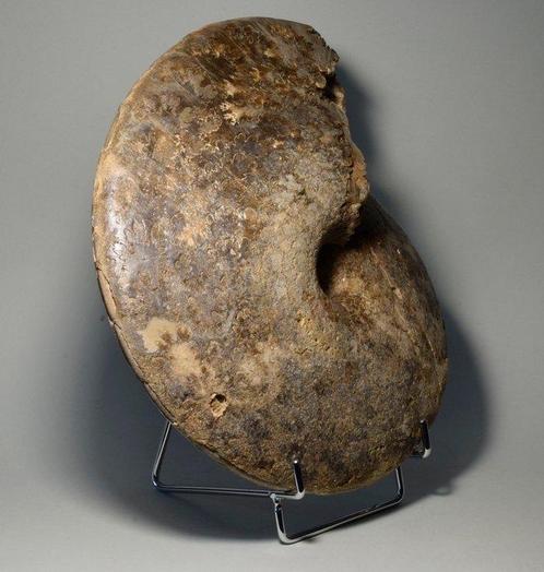 Ammoniet - Gefossiliseerde schelp - Choffaticeras segne - 25, Verzamelen, Mineralen en Fossielen