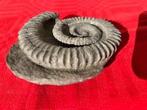 Ammoniet - Gefossiliseerde schelp - Aegocrioceras