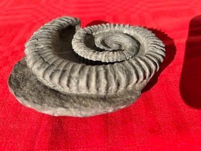 Ammoniet - Gefossiliseerde schelp - Aegocrioceras, Verzamelen, Mineralen en Fossielen