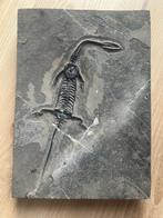 Zeereptiel - Gefossiliseerd dier - Keichousaurus - 22.7 cm -, Verzamelen