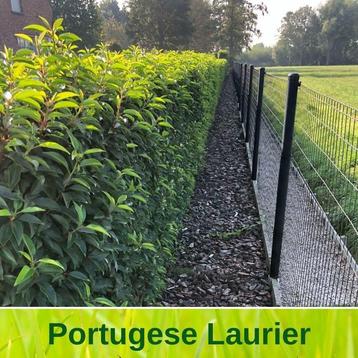 Portugese laurier in pot Prunus lusitanica Angustifolia beschikbaar voor biedingen