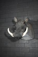 Large African Warthog Schedel - Phacochoerus africanus - 53, Verzamelen, Dierenverzamelingen, Nieuw