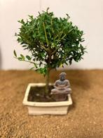 Japanese holly bonsai (Ilex crenata) - Hoogte (boom): 24 cm