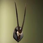 Gemsbok Taxidermie volledige montage - Oryx gazella - 125 cm, Nieuw