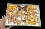 Brazil Butterflies and Months Collection (39x26 cm ) -, Nieuw