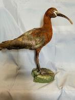 Mignattaio Taxidermie volledige montage - Plegadis, Verzamelen, Nieuw