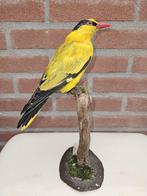 Chinese wielewaal Taxidermie volledige montage - Oriolus, Verzamelen, Dierenverzamelingen, Nieuw
