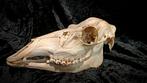 Hert Schedel van een zoogdier - Cervus Elaphus - 38 cm - 15, Antiek en Kunst, Curiosa en Brocante