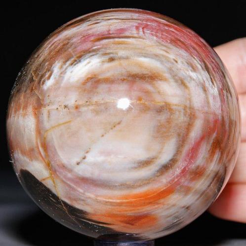 Bol van gepolijst fossiel hout - Collectie van topkwaliteit, Verzamelen, Mineralen en Fossielen