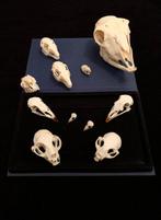 Verzameling van vogelschedels en zoogdierenschedels Schedel, Nieuw