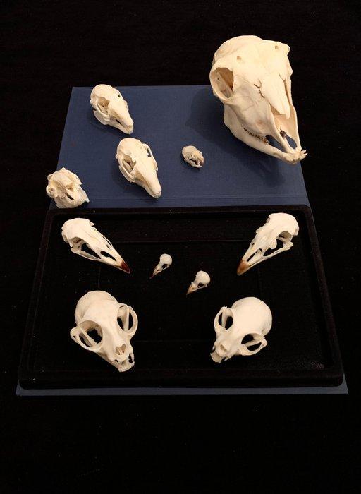 Verzameling van vogelschedels en zoogdierenschedels Schedel, Verzamelen, Dierenverzamelingen